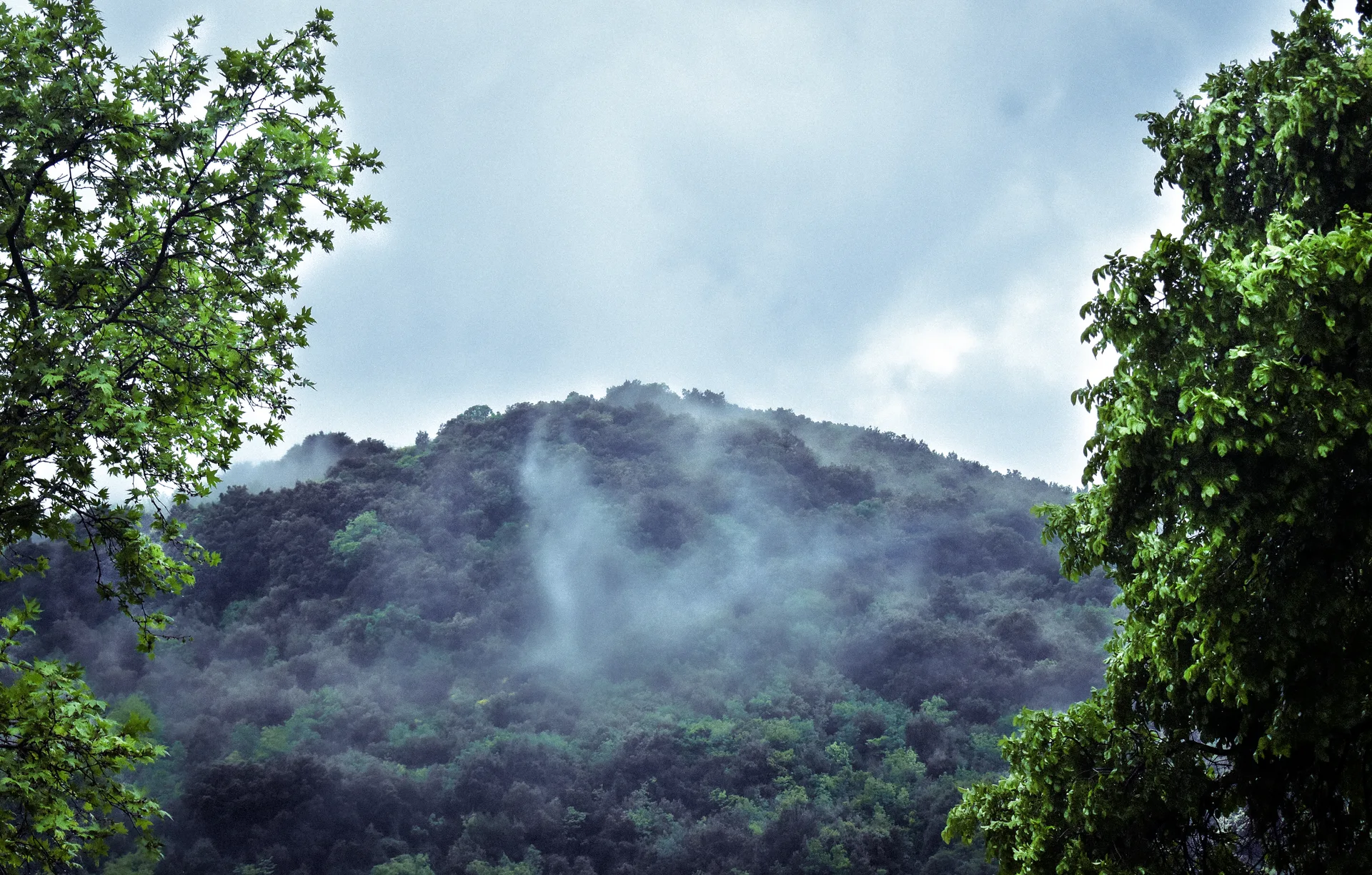 Misty Easter