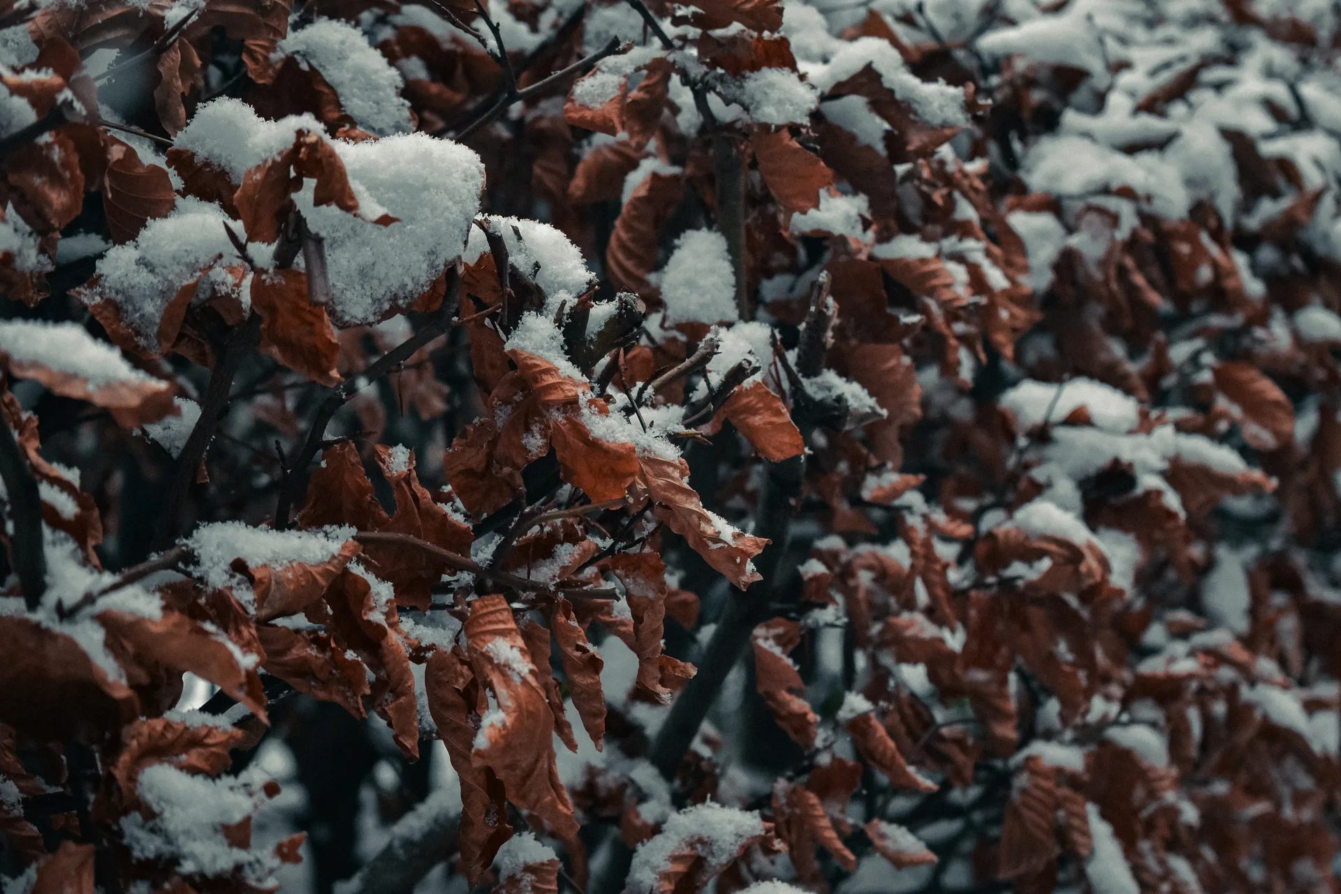 Dried Leaves