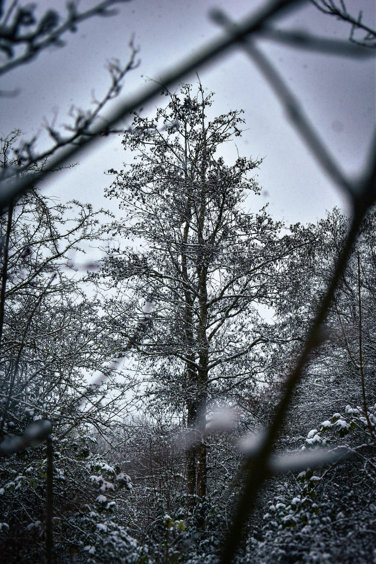 Framing a Tree with Trees