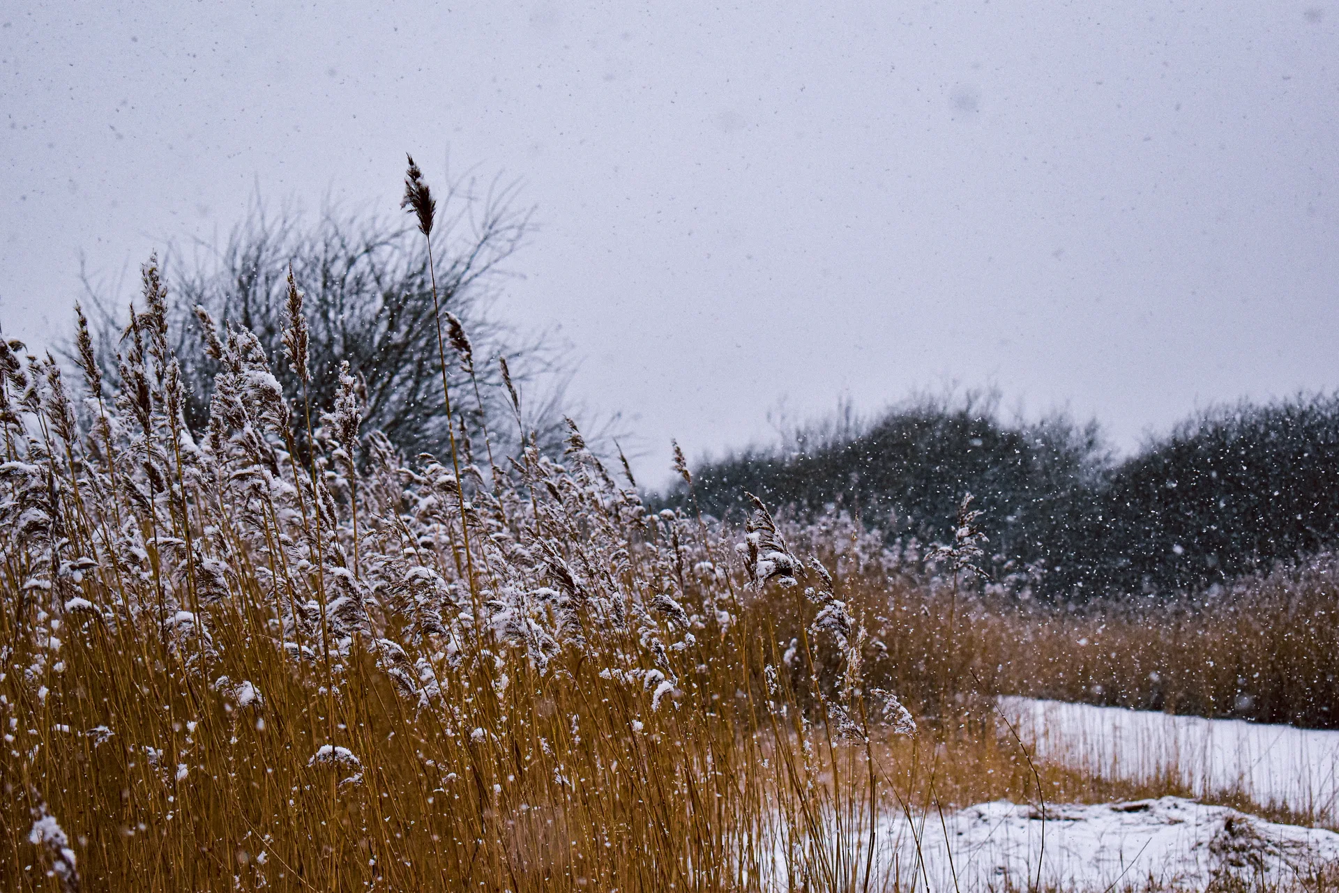 Hay in the Snow