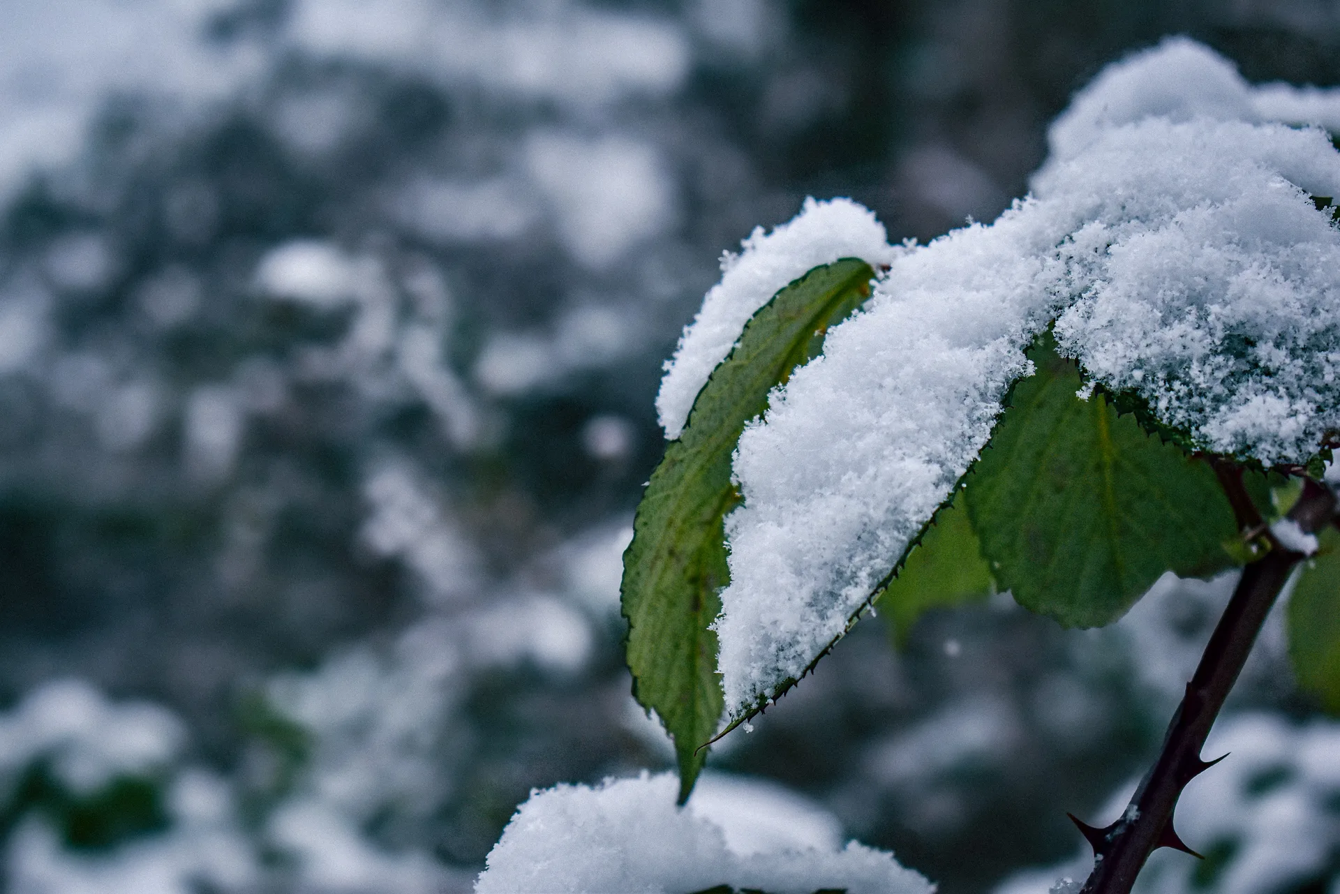 Life in the Cold