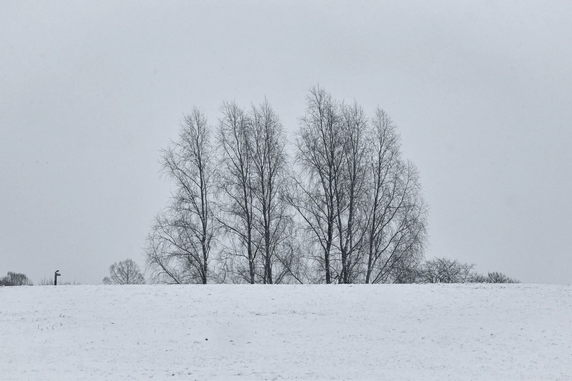 Snowy Landscape